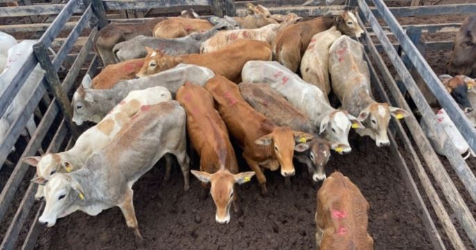 Polícia Civil recupera 336 cabeças de gado avaliadas em mais de R$ 1 milhão roubadas  em Itatinga