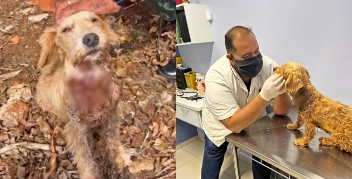 “Maldade humana surpreende”, diz voluntária de ONG que encontrou cadela com tiros no pescoço no inte