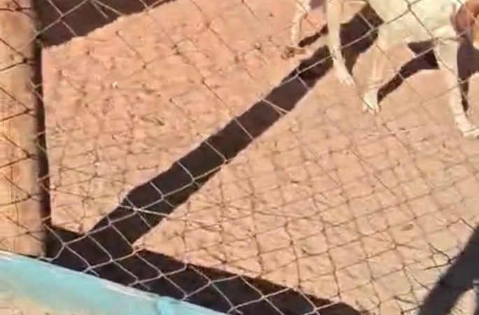 Veterinária da prefeitura identifica caso grave de maus-tratos e aciona resgate de animais na zona rural de Avaré