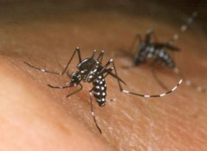 Alerta à população sobre os riscos de picada do “Mosquito da Dengue”