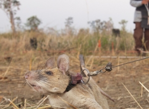 Morre Magawa, rata farejadora de minas terrestres premiada por bravura animal