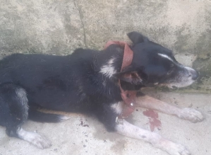 Avaré: Dois cachorros em situação de abandono são resgatados pela Polícia Civil