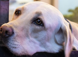 Os cães podem prever como está o seu estado de espírito, diz a ciência