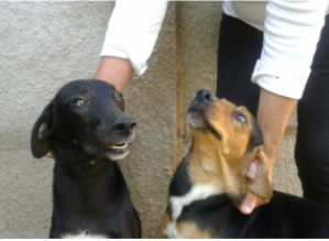 ONG Amor de Quatro Patas de Avaré está precisando de ajuda