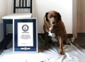 Bobi, 30, quebra recorde e leva título de cachorro mais velho de todos os tempos