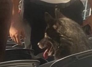 Cachorra escapa, invade estádio e assiste a show do Metallica nos EUA