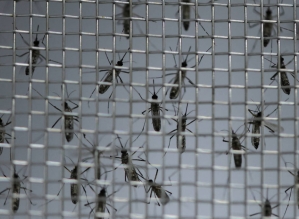 São Paulo decreta estado de emergência para dengue