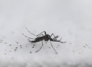 Com 303 casos para cada 100 mil habitantes, estado de SP se torna epidêmico para dengue