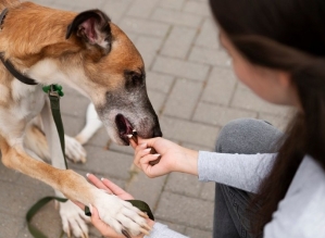 Cães e gatos são vacinados contra raiva nos dias 19, 20 e 21