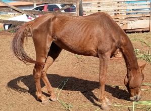 Polícia Civil de Arandu apura caso de maus-tratos a cavalos em unidade rural