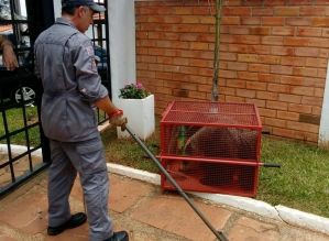 Bombeiros de Itaí resgatam Tamanduá Bandeira