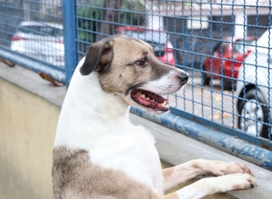 Cães e gatos podem ter vírus da covid-19, mas não transmitem a doença