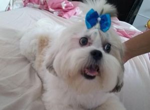 Cãozinha morre após ter sido queimada com soda cáustica em São Manuel