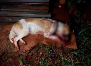 Cãozinha é morta a pauladas enquanto procurava comida em lixo de moradora