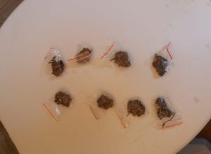 Adolescente usava árvore perto de escola para esconder maconha