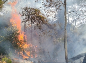 Incêndio queima grande área verde de Taquarituba