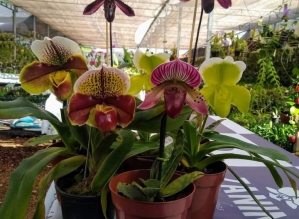 Exposição de orquídeas trará novidades para Avaré e região