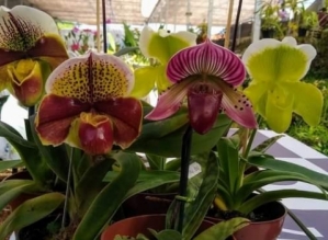 Avareenses podem até amanhã conhecer exposição de Orquídeas na APAE