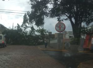 Vendaval atinge Avaré e derruba árvores em alguns pontos da cidade