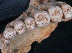 Descoberto em Israel o mais antigo fóssil humano fora da África