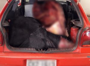 Avaré: Trio abandona carro com boi em pedaços no porta-malas e foge a pé da polícia