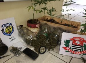 Polícia Civil de Avaré prende homem que cultivava maconha no quintal de casa