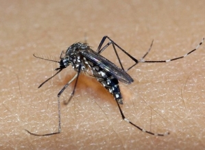 Botucatu confirma 5ª morte por dengue; região soma 58 óbitos pela doença