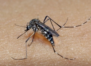Botucatu confirma 5ª morte por dengue; região soma 58 óbitos pela doença