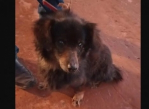 Cão não abandona tutor que faleceu e é encontrado ao lado do corpo do idoso