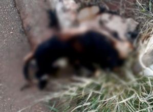 Cão é encontrado carbonizado e amarrado em poste no interior de SP