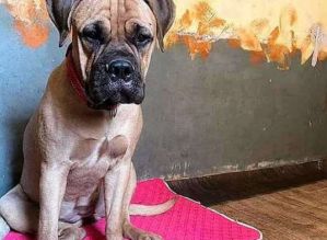 Cãozinha  percorre 200 Km à procura dos donos que a abandonaram