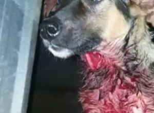 Cão é resgatado por ONG após ser esfaqueado em Botucatu; dono foi preso