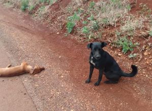 Cão faz “vigília” ao lado de cachorro morto em estrada e chama atenção de motoristas