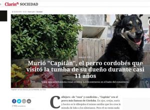 Morre cão que zelou por túmulo do seu dono durante 10 anos na Argentina