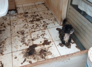Cachorra é resgatada em condições de maus-tratos em Taquarituba (SP)