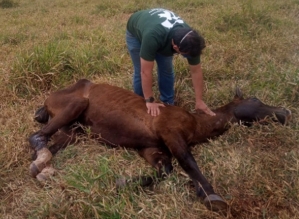 Polícia investiga maus-tratos a cavalo encontrado abandonado em Piraju