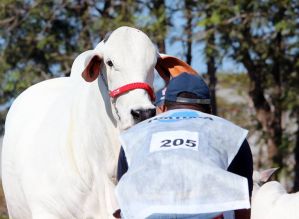 Etapa do Circuito Nacional Nelore reunirá animais de genética superior na exposição de Avaré (SP)