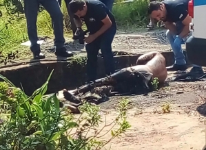 Homem é encontrado decapitado na cidade de Cerqueira César