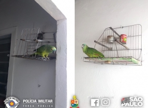 PM flagra dois “papagaios” com sinais de maus-tratos em Avaré