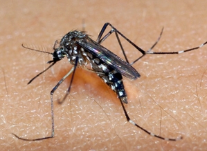 Brasil com quase 700 mil casos de dengue em 2024; Avaré registra aumento de casos