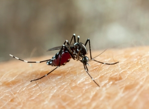 Falhas do Ministério da Saúde agravaram epidemia da dengue