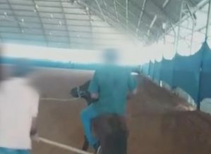 Funcionários públicos de Avaré que agrediram pônei terão que pagar multa ao fundo municipal