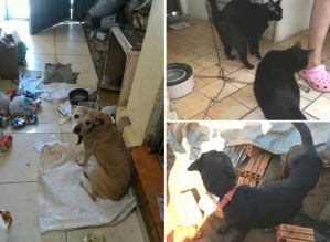 Prefeitura de Avaré passa a atender denúncias de maus-tratos em animais