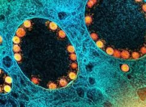 Covid: pandemia não está nem perto do fim, adverte OMS