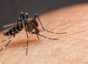 Aumentam casos de dengue em Avaré, secretaria faz recomendações