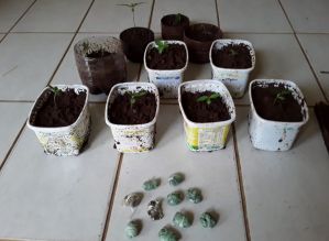 Polícia Civil descobre plantação caseira de maconha no CDHU