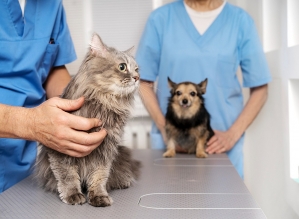 Clínica Veterinária Municipal vacina cães e gatos contra raiva na terça-feira, 13