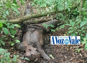 Corpo é encontrado em Avaré