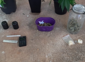 Polícia Civil apreende estufa com pés de maconha e drogas sintéticas