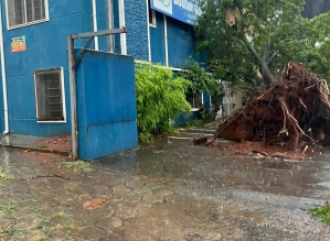 Tempestade derruba árvores e causa danos em rede de energia elétrica em Avaré; veja fotos